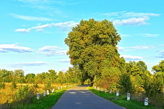 Rural road to forest