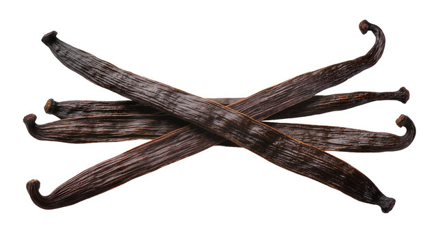 Isolated vanilla beans arranged crosswise, aromatic spice for cooking and baking dessert