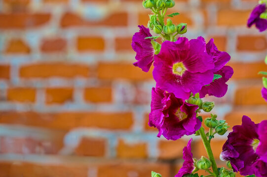 Vibrant purple hollyhock (Alcea rosea) flowers blooming against a rustic red brick wall background. Beautiful mallow blossoms in summer garden, selective focus, copy space.