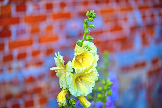 Yellow hollyhock (Alcea rosea) flowers blooming against a blurry red brick wall. Beautiful pale mallow blossoms on a stem in summer garden, selective focus, copy space.