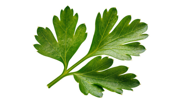 Isolated fresh vibrant green parsley sprig with textured leaves, aromatic culinary herb