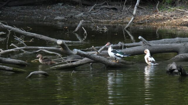 Group of hybrid ducks on submerged tree trunk with one bird stretching and flapping wings. Soft light, medium shot, leadership atmosphere. Freedom and vitality concept.