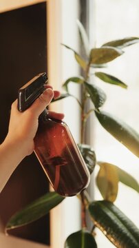 Vertical video. Woman watering rubber plant with spray bottle in cozy sunlit home interior.