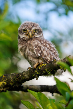 junger Steinkauz (Athene noctua)