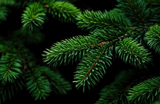 Close-up macro shot of lush green pine needles on dark background