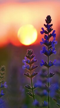 Beautiful purple flowers glowing in warm sunset light, peaceful nature scene with soft bokeh and dreamy summer atmosphere in vertical format