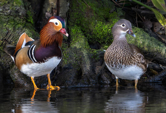 mandarin duck pair