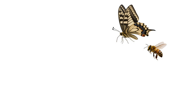 Isolated butterfly and honey bee flying together, representing nature and pollination.