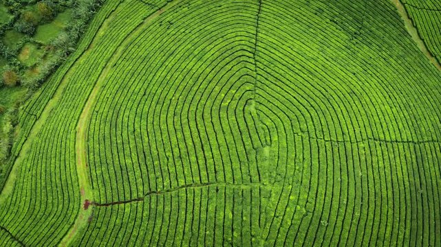 Aerial drone view of lush green tea plantations covering the rolling hills of Munnar in Kerala, India, showcasing the scenic beauty of the Western Ghats during the monsoon season.