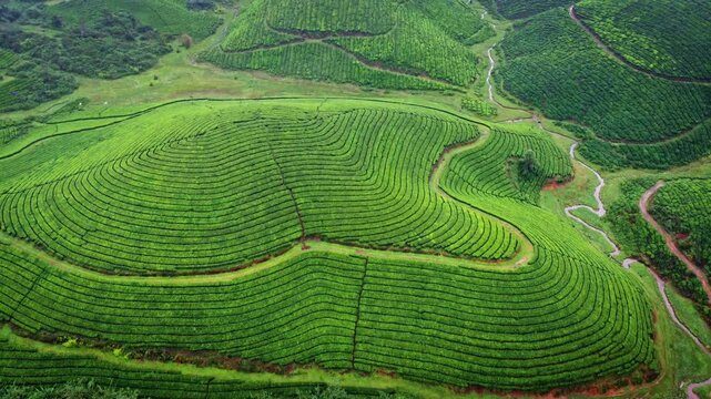 Aerial drone view of lush green tea plantations covering the rolling hills of Munnar in Kerala, India, showcasing the scenic beauty of the Western Ghats during the monsoon season.
