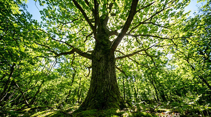 Fototapeta premium Tree Trunk and Branches with Sunlight from Below