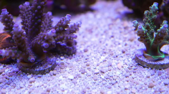 Colorful hard corals and polyps growing on sand in a marine aquarium