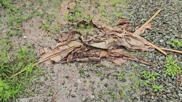 squirrel on the groundDried banana leaves lie scattered across wet gravel. Green shoots peek through the earthy ground. Natural decay blends with the remnants of a tropical plant. This scene evokes qu