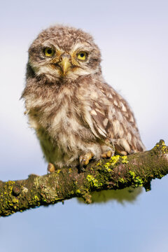 junger Steinkauz (Athene noctua)