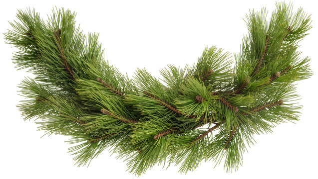 Isolated natural pine garland with realistic green needles, festive winter decoration