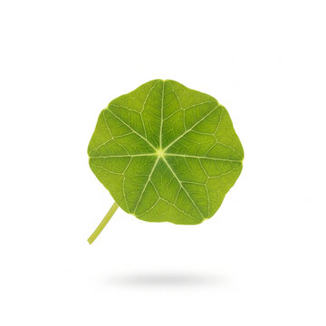 Single fresh green nasturtium leaf isolated on white background with soft shadow and clipping path