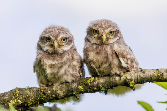 junge Steink&auml;uze (Athene noctua)