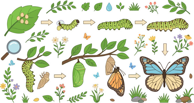 Butterfly life cycle vector element set diagram showing egg caterpillar pupa chrysalis emerging and adult monarch metamorphosis