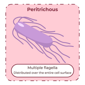 Peritrichous Bacterial Flagella Educational Illustration