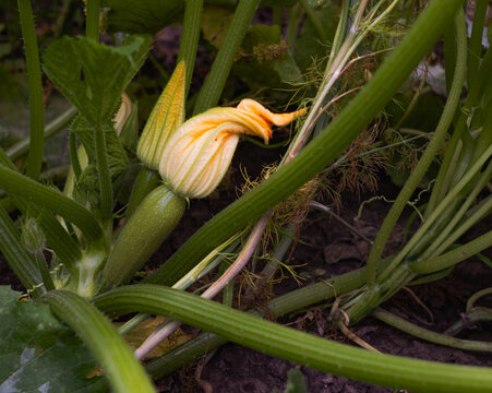 Young green zucchini growing on bush with yellow flower blooming in garden, organic courgette squash plant harvest close-up natural backdrop.
