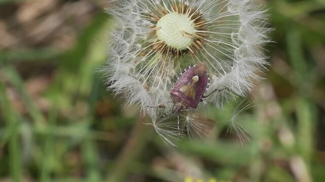 Macro shot of a sloe bug (Dolycoris baccarum) crawling on a fluffy dandelion seed head in wild nature.
