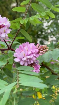 pink hydrangea flowers