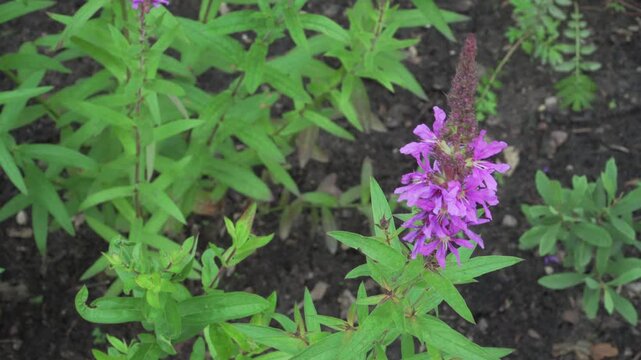 Vibrant magenta flower spike of purple loosestrife sways above dark soil in soft natural light. Useful for botanical reference material, wetland flora projects, and herbal medicine content.