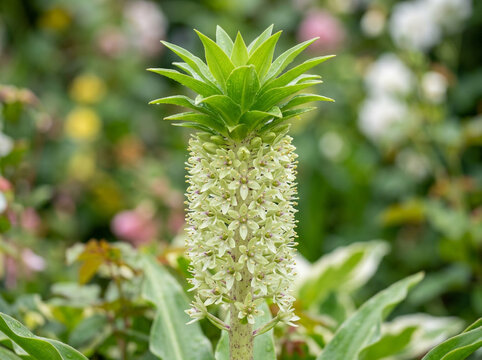 Beautiful pineapple lily flower blooming in a bright summer garden