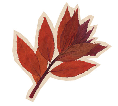Antique Pressed Autumn Leaf Branch Cutout on Transparent Background. Dried paper texture sticker with foliage for scrapbook, journal and collage design