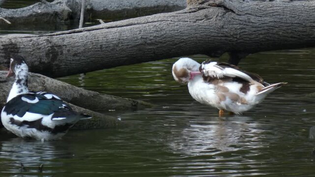 Hybrid Mulard duck flapping wings in water while second bird lands on fallen log. Natural lighting, close-up, dynamic motion atmosphere. Vitality and natural energy concept.