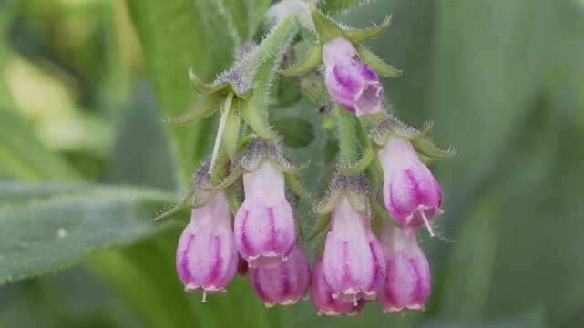 Close-up macro video of purple comfrey (Symphytum officinale) flowers blooming in nature in 4k at 25 fps.