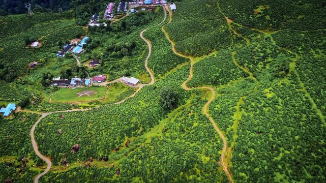 Aerial drone view of the vast tea plantations of Munnar, Kerala, India, with lush green tea fields, winding paths, rolling hills, and scenic mountain landscapes of the Western Ghats.