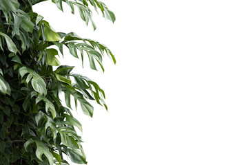 Philodendron plant grow in rain forest, transparency background in PNG file © ContributorArtist