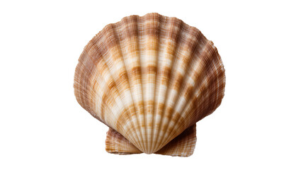 Isolated elegant scallop shell showcasing beautiful natural patterns and intricate details © Ana