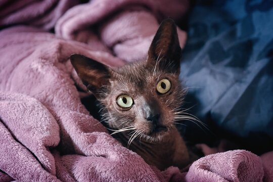 Exotic Werewolf cat lying in bed and looks funny at camera. Horizontal image with selective focus.	