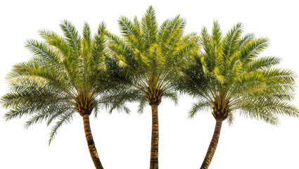 Isolated beautiful green palm trees with textured trunks and abundant foliage, tropical summer. © Saoirse