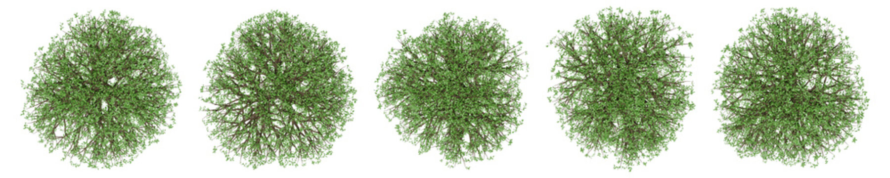 Set of trees with top view for landscape plan presentation. 3d modeling medium leaf density hornbeam illustration isolated on transparent background.