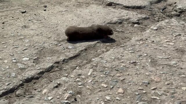 The mole-rat is running in circles.