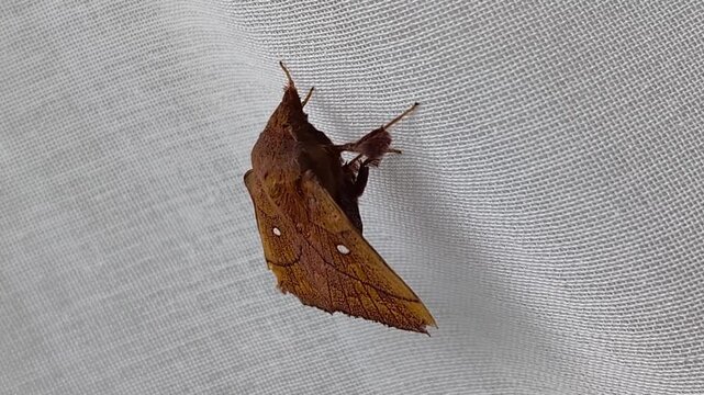 Profile view video of a brown moth perched on white textile.