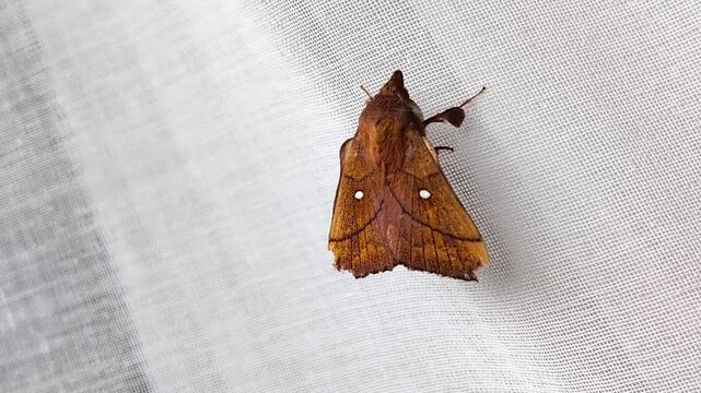 Static close-up video of a brown moth with white dots on white mesh.
