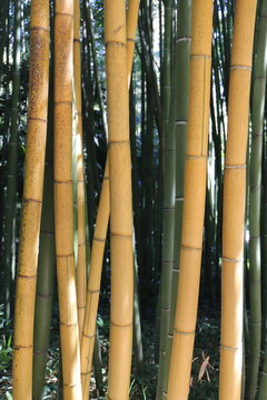 Golden Bamboo Stalks with Green Leaves &ndash; Natural Background Close Up