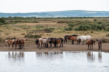 Naklejka premium New Forest Ponies with foal by the water at Lymington and Keyhaven Marshes Nature Reserve Hampshire England