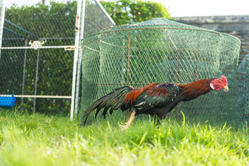 A fighting cock walks on grass ground  beside Thai chicken coop to find food in the morning © Dontree
