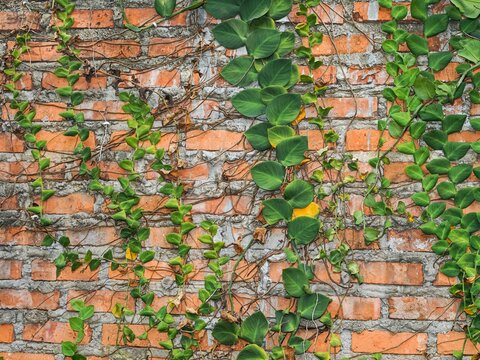 Green ivy vine creeping on red brick wall texture background