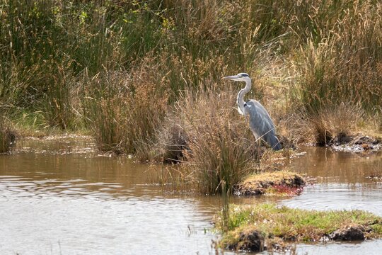 grey heron ardea cinerea at Lymington and Keyhaven Marshes Nature Reserve Hampshire England