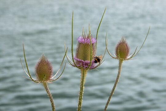buff tailed bumble bee collecting pollen from tufts of purple prickly egg shaped head of teasel flowers