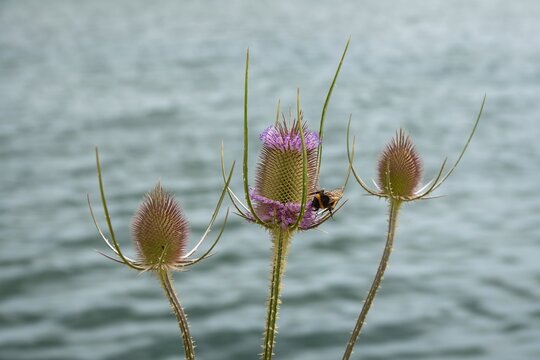 buff tailed bumble bee collecting pollen from tufts of purple prickly egg shaped head of teasel flowers