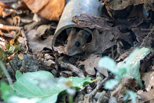 wood mouse apodemus sylvaticus peeping out from a tube surrounded by leaves