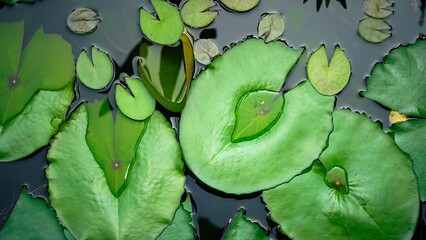 Green lotus lily pad leaves floating on pond water, closeup © Liada
