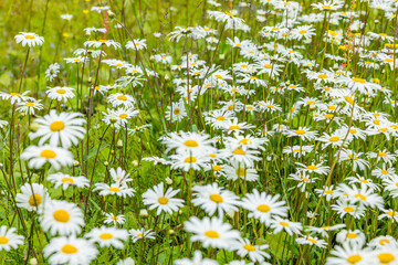 Blühende Margertien in einer Sommerwiese © by-studio